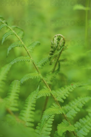 Detailed view of a green fern with a curled leaf in the foreground, forest pasture project, compensatory measure for the Hermann Hesse railway, Gechingen, Calw district, Germany
