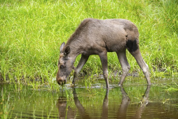 Eurasian elk (Alces alces) walking in a little swamp in early summer, Bavarian Forest, Bavaria, Germany