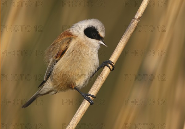 Eurasian Penduline Tit (Remiz pendulinus) male perched on a reed stalk, Lisbon, Portugal