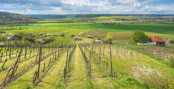 View over vineyard with vineyard cottage into the Unstrut valley, blue sky with dramatic clouds in spring, near Laucha (Unstrut), Burgenlandkreis, Saxony-Anhalt, Germany