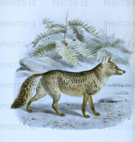 Maikong, also crab-eating fox (Cerdocyon thous), Historic, digitally restored reproduction of a 19th century original, exact date unknown.