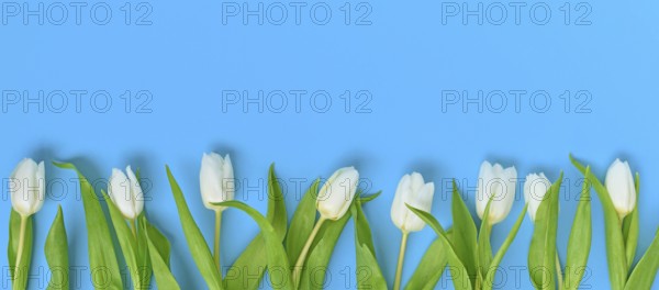 Banner with white tulip spring flowers in a row on blue background with copy space