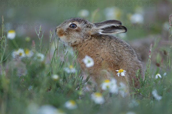 European brown hare (Lepus europaeus) juvenile baby leveret animal feeding amongst wildflowers in summer, Suffolk, England, United Kingdom