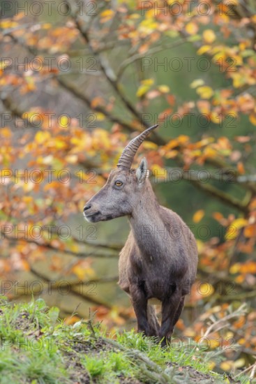 A female ibex (Capra ibex) standing on a cloudy day on a green meadow on top of a hill. A forest in fall foliage can be seen in the background