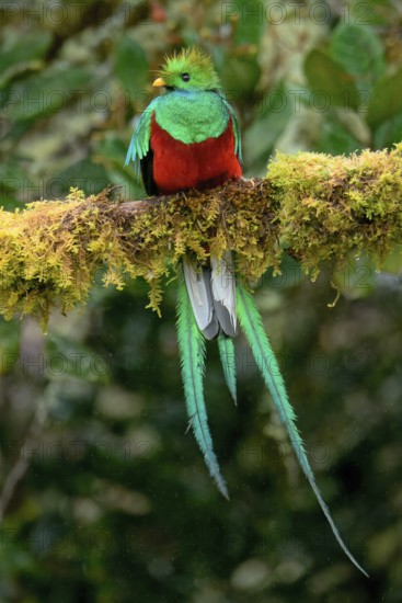 Male Resplendent quetzal (Pharomachrus mocinno) on branch, Costa Rica