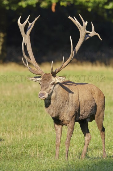 Red deer (Cervus elaphus) in rutting season, capital stag running across a forest clearing, wildlife, Sauerland, North Rhine-Westphalia, Germany