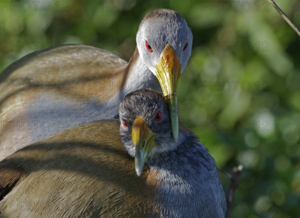 Giant Wood Rail (Aramides ypecaha) pair displaying, Corrientes, Argentina
