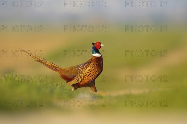 Pheasant (Phasianus colchicus), Faisan de Colchide, Faisan de chasse, Faisán Vulgar, Tiszaalpár, Kiskunsági National Park, Bács-Kiskun, Hungary