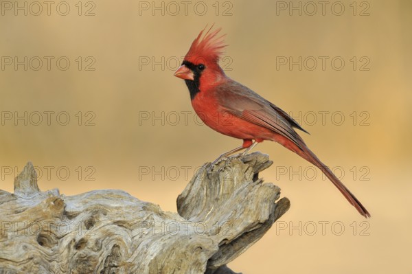 Northern Cardinal (Cardinalis cardinalis), Texas, USA