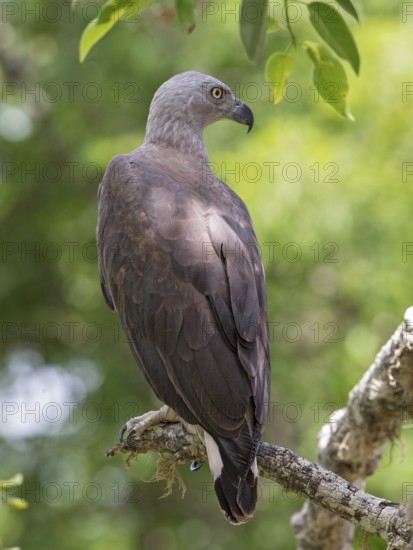 Grey-headed Fish Eagle (Haliaeetus ichthyaetus), Sri Lanka