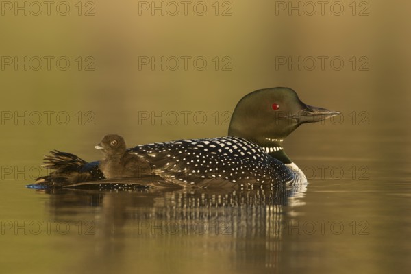 Great Northern Loon (Gavia immer) with chick, British Columbia, Canada