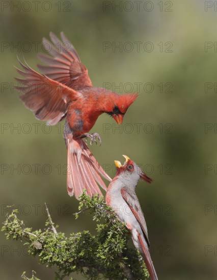 Northern Cardinal & Pyrrhuloxia (Cardinalis cardinalis & Cardinalis sinuatus) wrangling male, Texas, USA