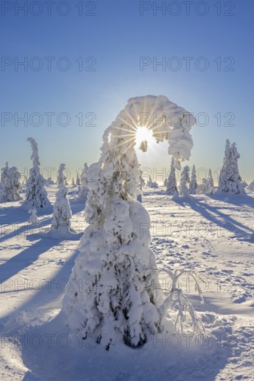 Tykky forest, snow covered spruce trees on the taiga in winter, Riisitunturi National Park in Finnish Lapland near Posio, Koillismaa, Finland