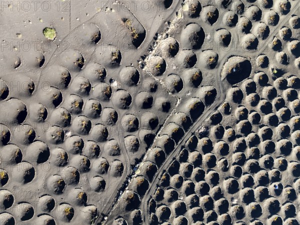 View from above of vines, typical drywall viticulture in volcanic landscape, volcanic ash, lapilli, aerial view, vines, La Geria wine-growing region, Lanzarote, Canary Islands, Spain