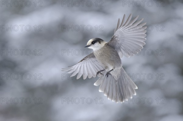 Grey Jay (Perisoreus canadensis) flying, Alaska, USA