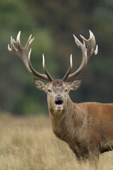 Red deer (Cervus elaphus) adult male stag roaring during the rutting season in autumn, England, United Kingdom