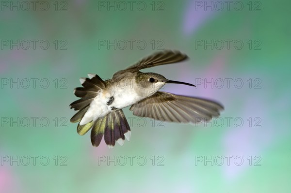 Black-chinned Hummingbird Archilochus alexandri Amado, Santa Cruz County, ARIZONA, United States 22 August Adult Female Trochilidae