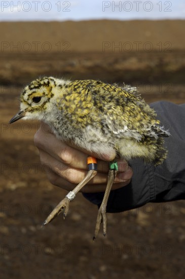 European Golden Plover (Pluvialis apricaria) juvenile, Lower Saxony, Germany