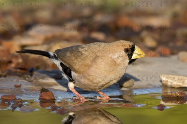Masked Finch (Poephila personata), Western Australia, Australia