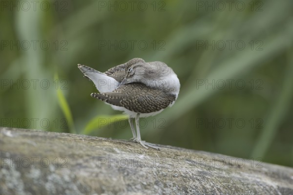 Common Sandpiper (Actitis hypoleucos), Saxony, Germany