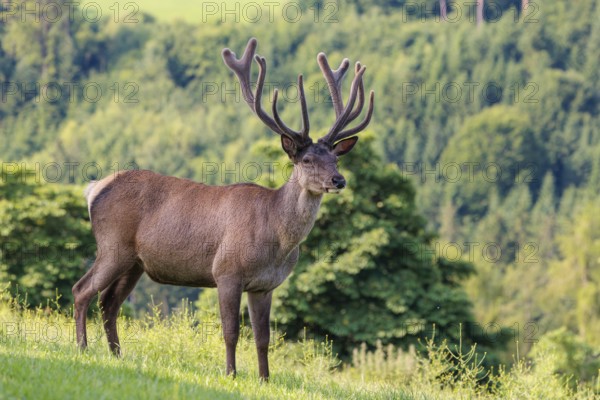 A red deer stag (Cervus elaphus) with its velvet antlers stands in a green meadow in hilly terrain. A forest can be seen in the background. Bavaria, Germany