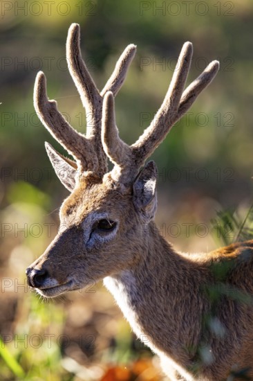 Pampas deer (Ozotoceros bezoarticus) Pantanal Brazil