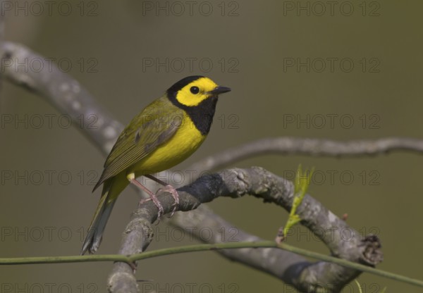 Hooded Warbler (Setophaga citrina) male, Ohio, USA