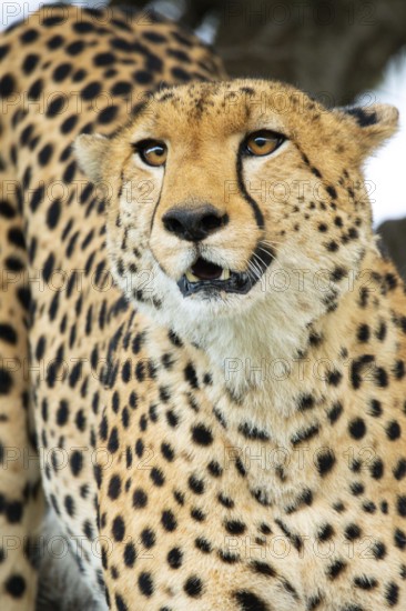 A vivid close-up of a cheetah's head, highlighting its intense gaze and dotted fur, set against a blurred savannah background