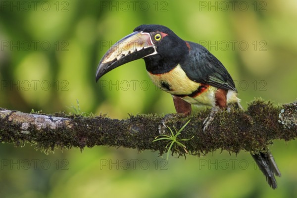 Collared Aracari (Pteroglossus torquatus) perched on a branch in Costa Rica