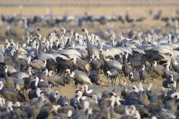 White-naped Crane (Antigone vipio), Arasaki, Japan