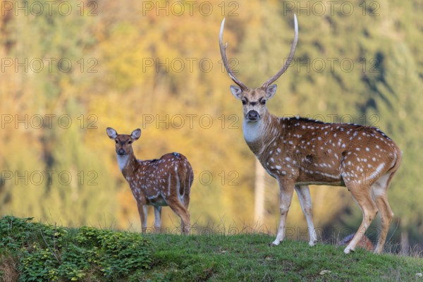 An Axis deer stag (Axis axis) and a young hind stand in a green meadow. A forest can be seen in the background
