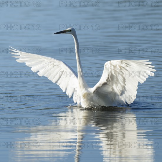 Great White Egret (Ardea alba) standing with open wings in the shallow water zone of a lake, blue water, Lower Saxony, Germany