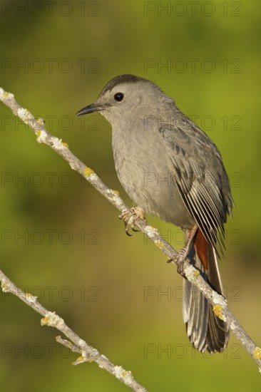 Grey Catbird (Dumetella carolinensis), Manitoba, Canada