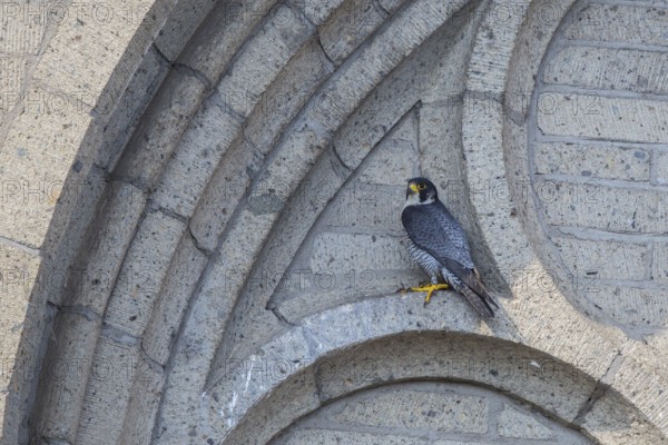 Peregrine Falcon (Falco peregrinus) perched on church masonry, North Rhine-Westfalia, Germany