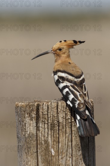 Eurasian Hoopoe (Upupa epops), perched, Castile-La Mancha, Spain