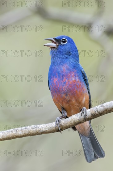 Rose-bellied Bunting (Passerina rositae) perched on a branch in Oaxaca, Mexico