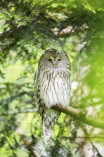 Ural owl (Strix uralensis) sitting on a branch, Bavaria, Germany