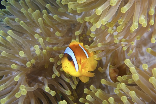 Red sea anemonefish (Amphiprion bicinctus)
