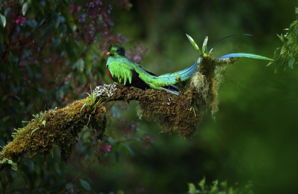 Resplendent Quetzal, Pharomachrus mocinno, magnificent sacred green bird from Savegre in Panama. Rare magic animal in mountain tropic forest. Birdwatching in America.Exotic bird with long tail