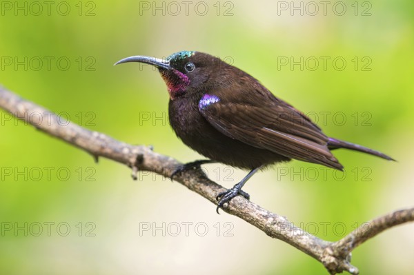 Amethyst Sunbird, (Chalcomitra amethystina), (Nectarinia amethystina), animals, birds, perch, biotope, passerine bird species, male, Amethyst Sunbird, Amethyst Sunbird, Black Sunbird, Garden Route National Park - Wil, Wilderness, Western Cape, South Africa