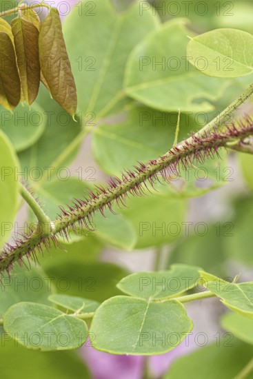 Bristly Robinia (Robinia hispida 'Macrophylla'), Saxon State Office for the Environment