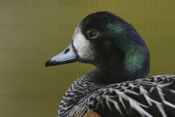 Chiloe Wigeon (Mareca sibilatrix), Florida, USA