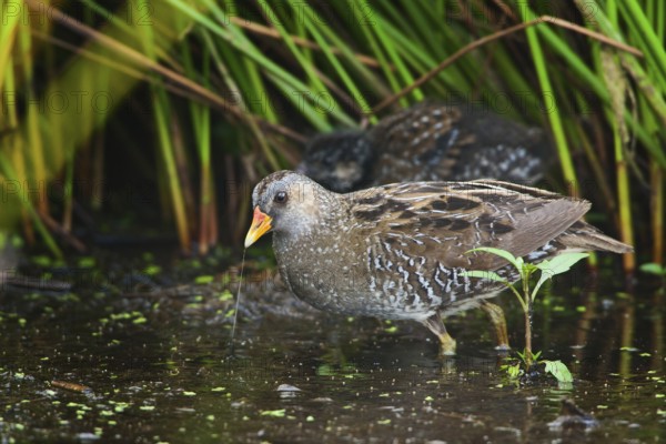 Spotted Crake (Porzana porzana) juvenile, Netherlands