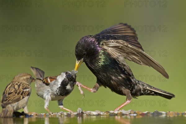 Common Starling & House Sparrow (Sturnus vulgaris & Passer domesticus), Rhineland-Palatinate, Germany