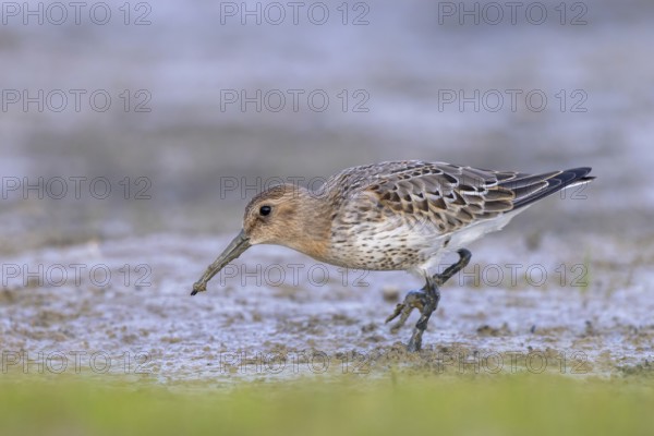 Dunlin (Calidris alpina) foraging, Netherlands