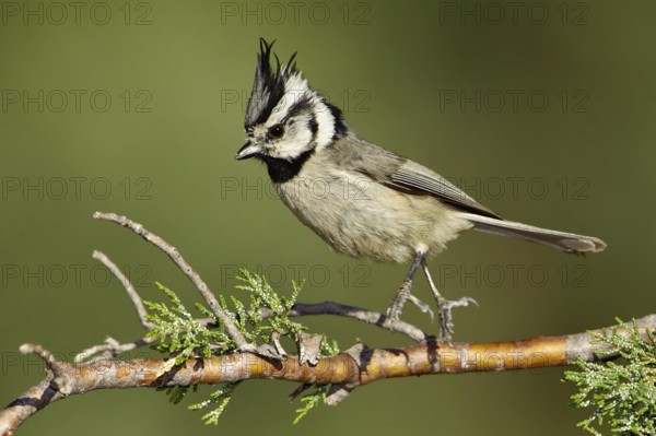 Bridled Titmouse (Baeolophus wollweberi), Arizona, USA