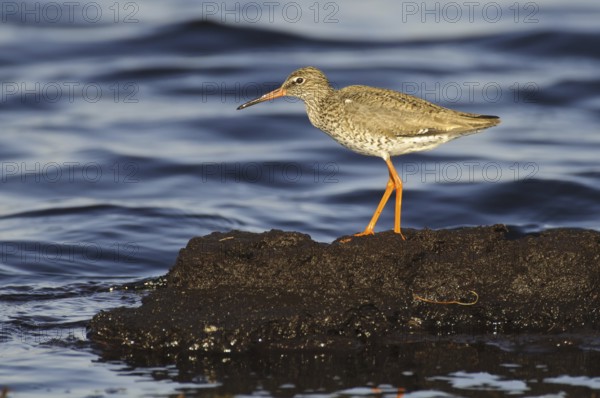 Common Redshank (Tringa totanus), Lower Saxony, Germany