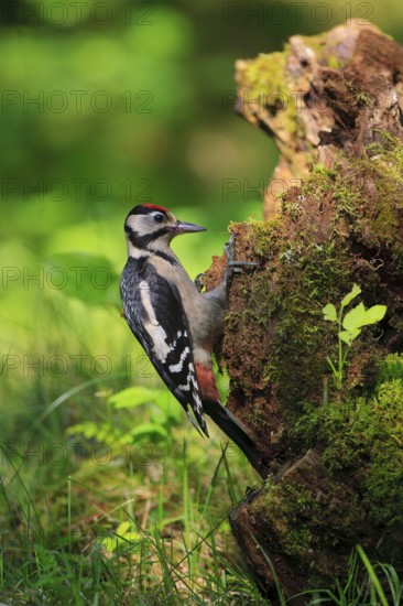 Great Spotted Woodpecker (Dendrocopos major) juvenile, Carinthia, Austria