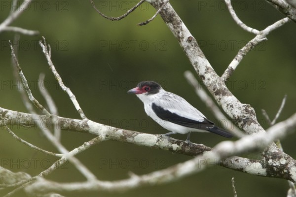 Black-tailed Tityra (Tityra cayana), Ecuador