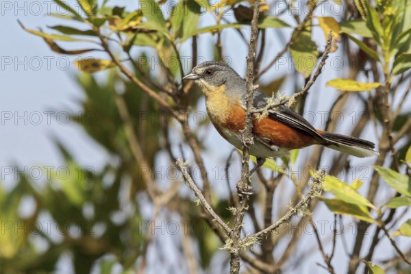 Red-rumped Warbling-Finch (Poospiza lateralis) perched on a branch in the Atlantic rainforest of southeast Brazil